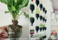 种菜小姐姐头像,种菜小姐姐的田园生活剪影